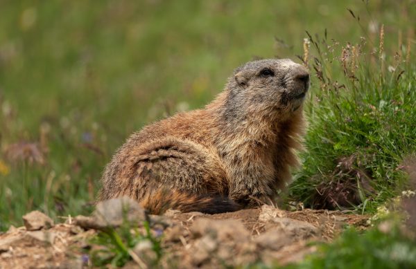 Marmot animal in the Dolomites