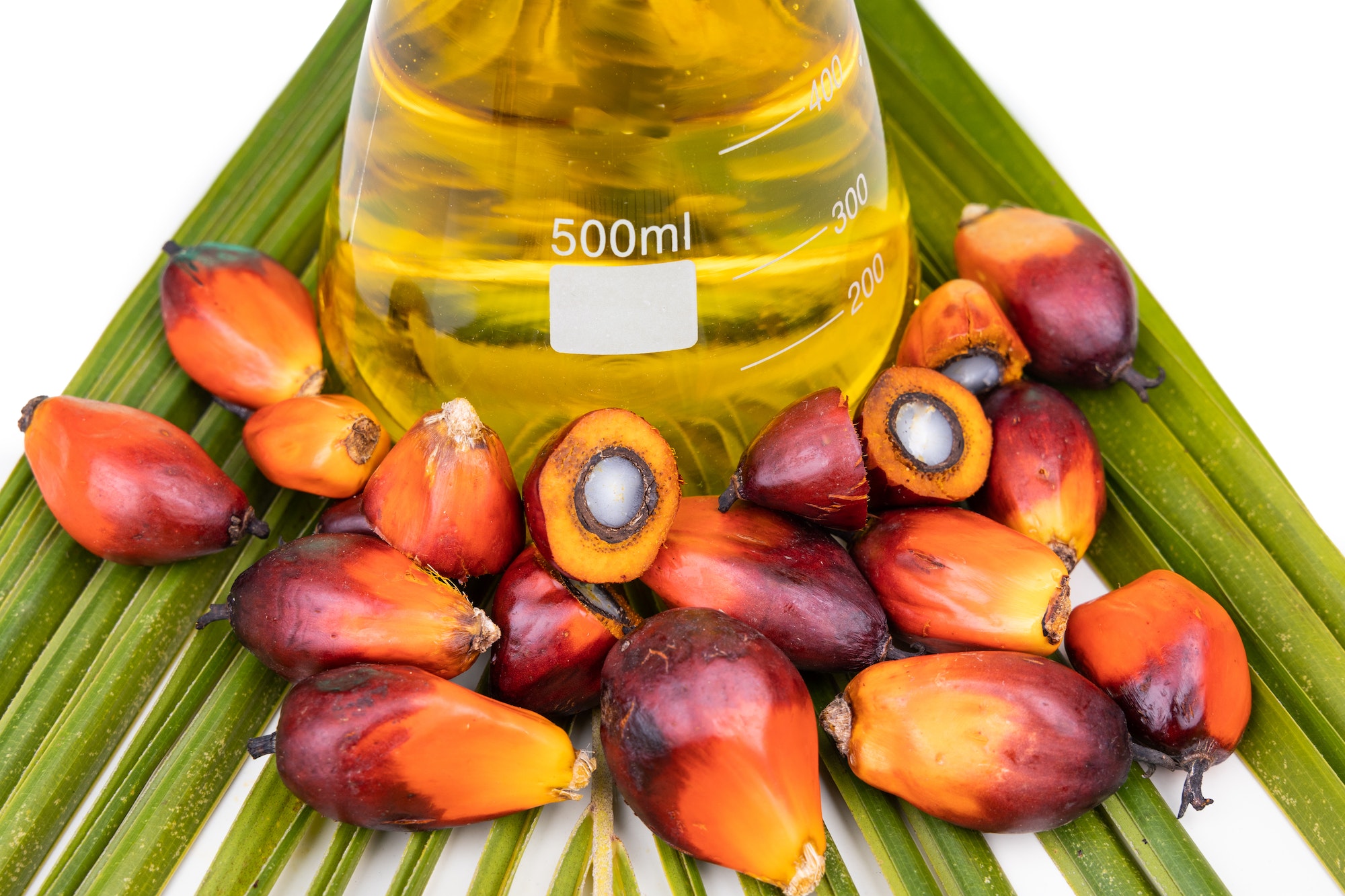 Close-up on Oil palm fruits with biofuel in beaker in laboratory