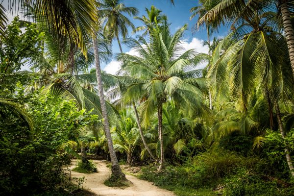 Path on a Palm Tree Forest - Tayrona Natural National Park, Colombia